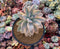 Graptopetalum 'Paraguayensis Awayuki' Variegated 5" Large Succulent Plant