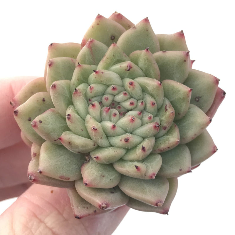 Echeveria Agavoides 'Rajoya' 1"-2" New Hybrid Succulent Plant