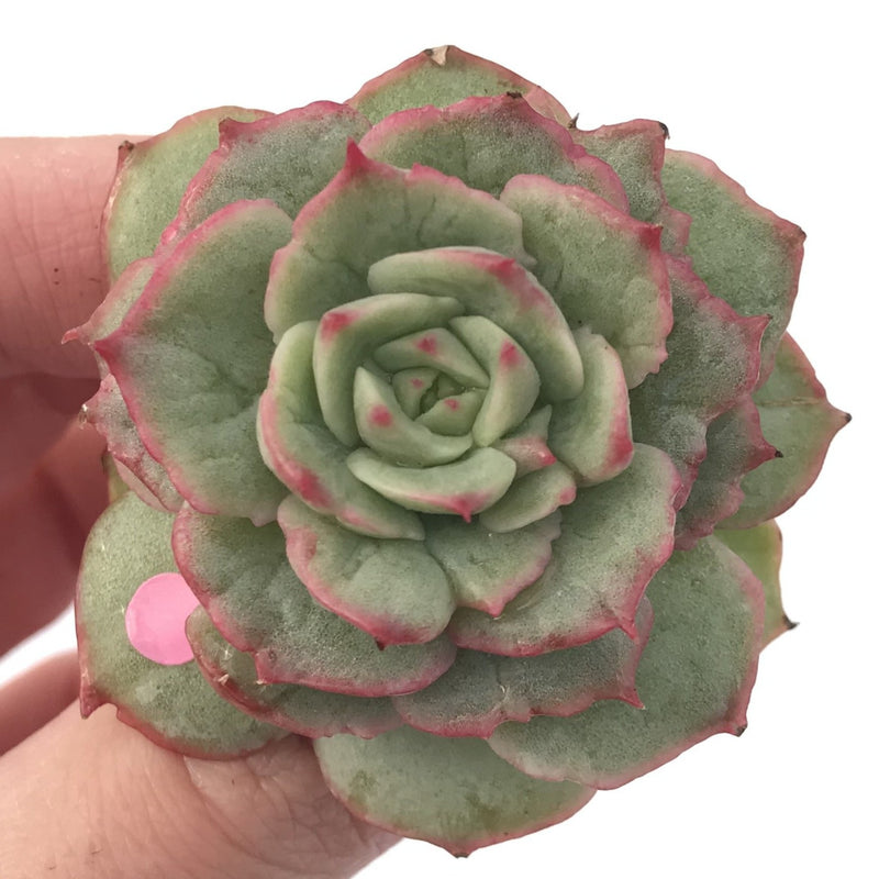 Echeveria ‘Ice Love’ Variegated 2” Succulent Plant