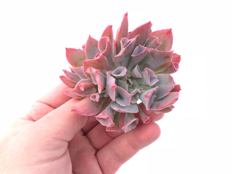 Echeveria Trumpet Pinky Double-Headed Cluster 3” Rare Succulent Plant