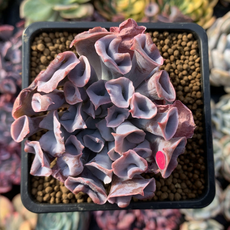 Echeveria 'Trumpet Pinky' 3" Succulent Plant