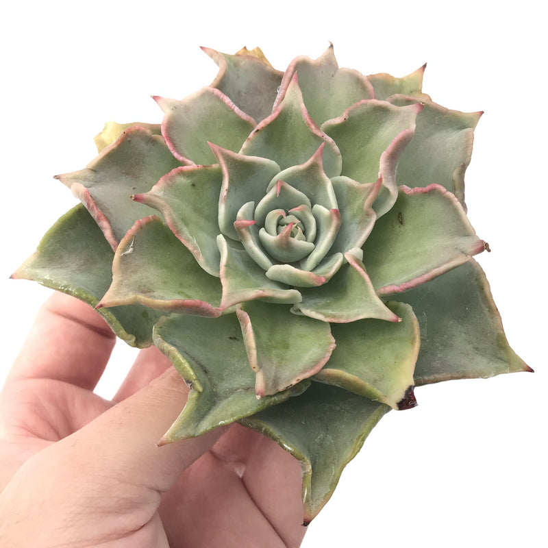 Echeveria 'Madiba' 4"-5" Large Succulent Plant