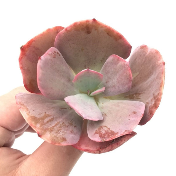 Echeveria 'Dream and Phantasm' 3” Succulent Plant