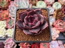 Echeveria 'Adrian' 2" New Hybrid Succulent Plant