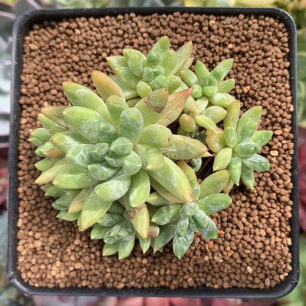 Pachyveria 'Bellgrave' Cluster 2"-3" Succulent Plant