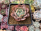 Echeveria 'Horizon' 2"-3" Succulent Plant