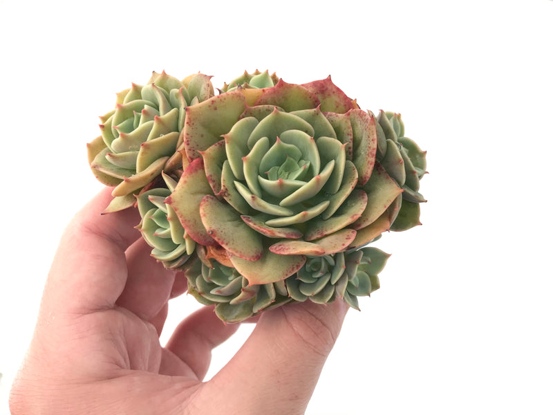 Echeveria 'Fun Queen' Cluster 5" Succulent Plant