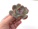 Echeveria 'Hosikage' 2"-3" Powdery Succulent Plant