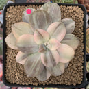 Quetzalcoatlia 'Pentandra Superba' Variegated 3" Succulent Plant (Formerly Graptopetalum 'Pentandrum Superbum' Variegated)