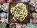 Echeveria Runyonii Variegated (Aka Echeveria 'Akaihosi' Variegated) 2" Succulent Plant