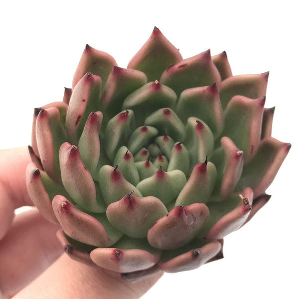 Echeveria Agavoides 'Golden Bear' 2" Rare Succulent Plant