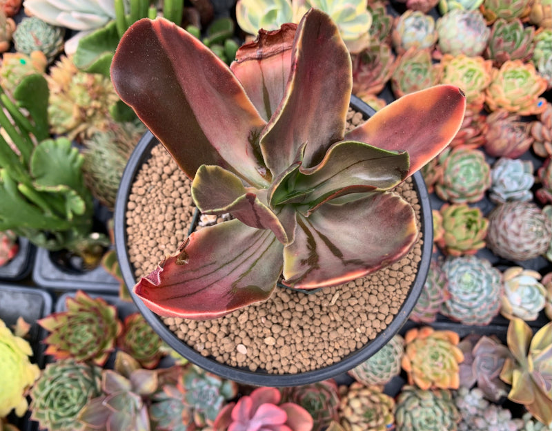 Echeveria 'Fimbriata' Variegated AKA 'Fasciculata' 5" Succulent Plant