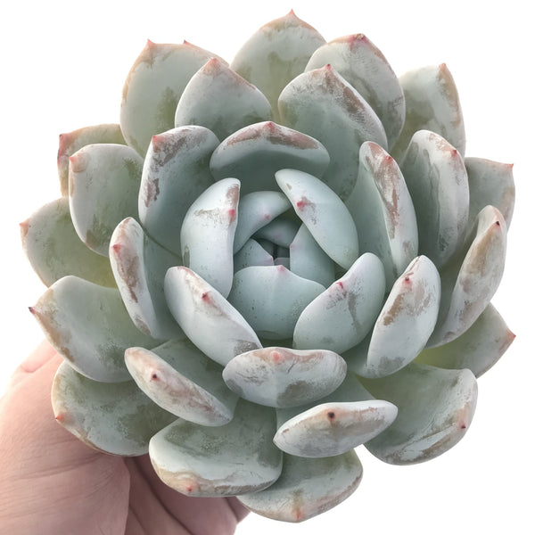 Echeveria 'Ivory' 4” Powdery Succulent Plant