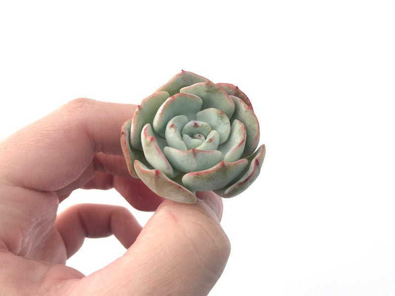 Echeveria 'Laui' Hybrid 1" Powdery Succulent Plant