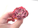 Echeveria 'Beyonce' Hearts Delight Variegated 3" Rare Succulent Plant