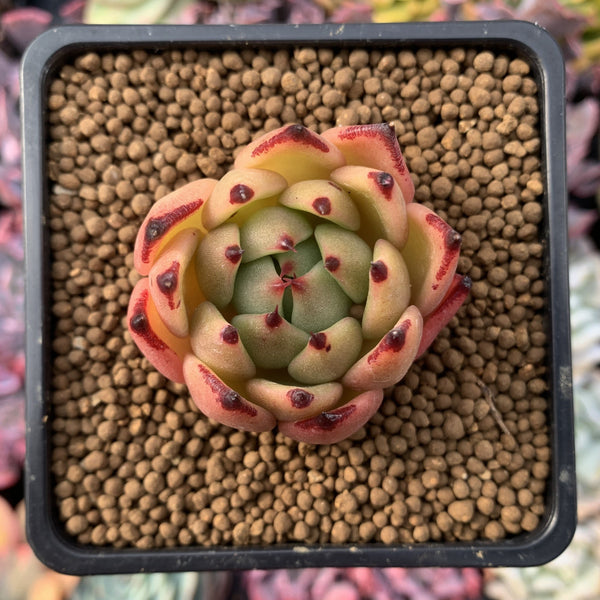 Echeveria Agavoides 'Shurin' 3" Succulent Plant