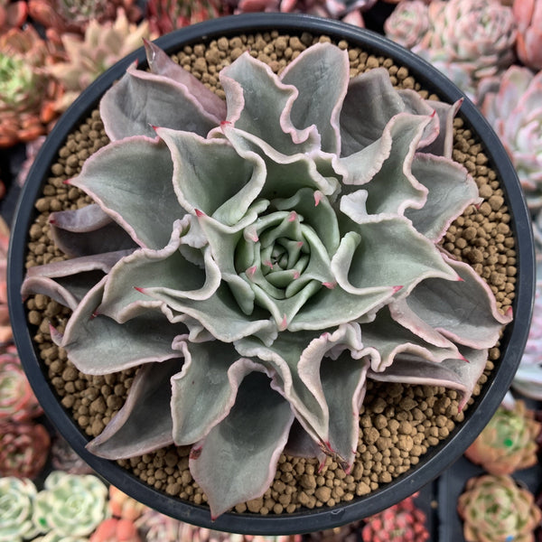 Echeveria 'Madiba' 5" Large Succulent Plant