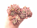 Echeveria Luella Crested and Variegated 5” Rare Succulent Plant