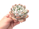 Echeveria 'Orange Monroe' Large 4"-5" Rare Succulent Plant