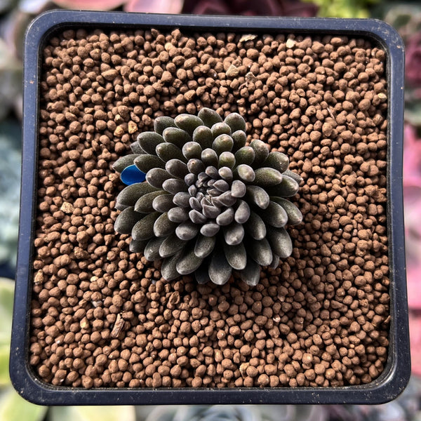 Sinocrassula Yunnanensis 1" Succulent Plant