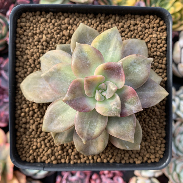 Graptopetalum Purple Delight Variegated 3"-4" Succulent Plant