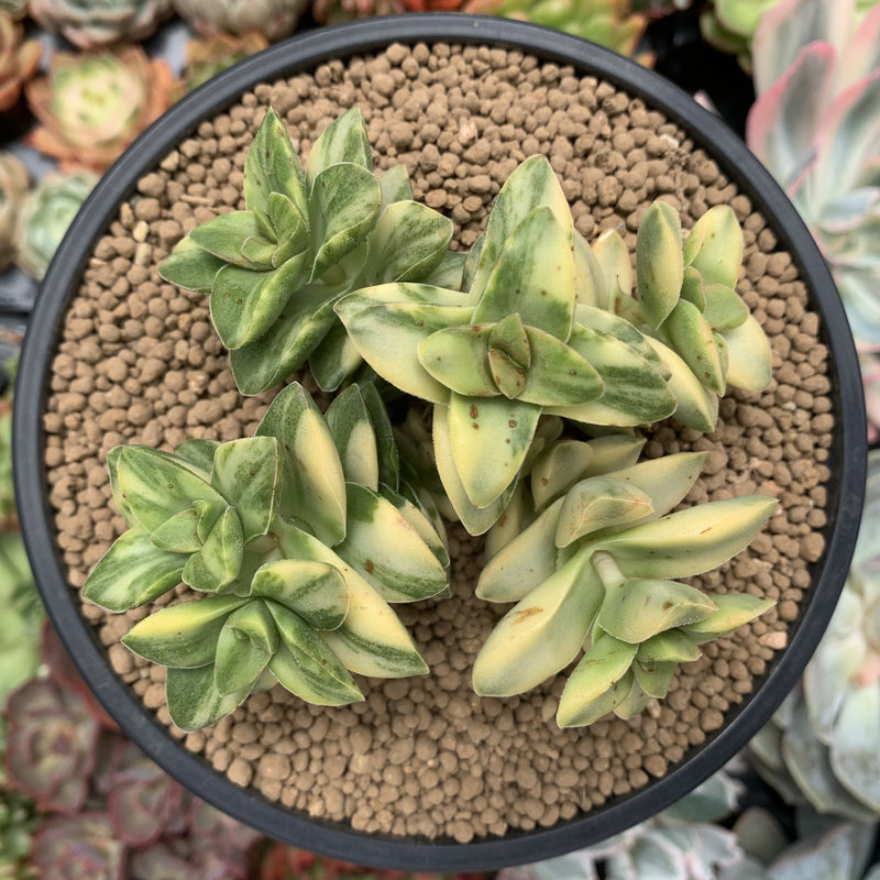 Crassula 'Springtime' Variegated 5" Large Cluster Succulent Plant