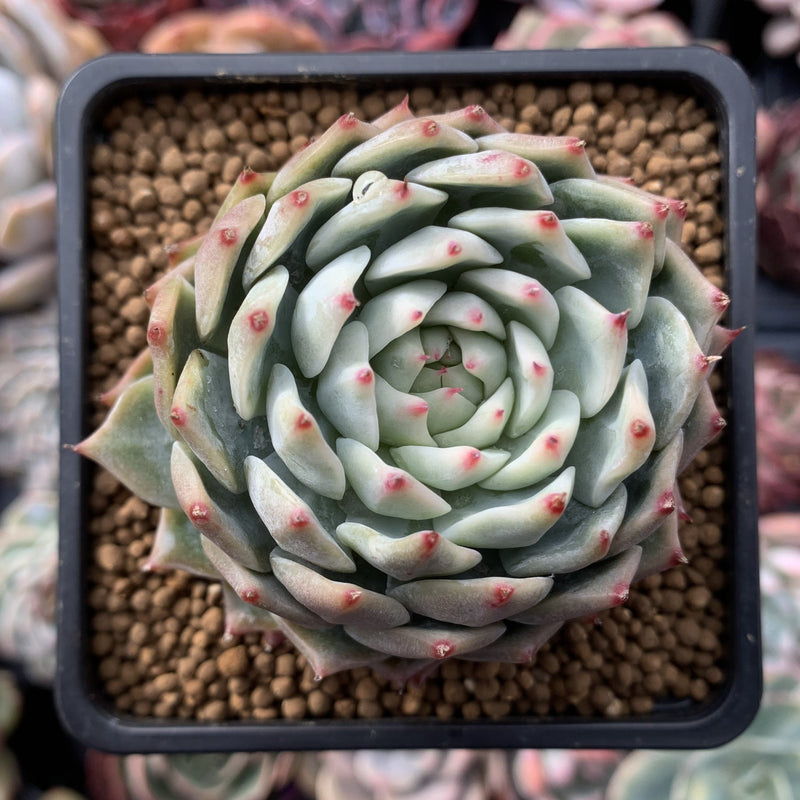 Echeveria 'Tippy' 3" Succulent Plant