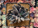 Echeveria Agavoides 'Black Swan' Double Headed Cluster 4" Succulent Plant