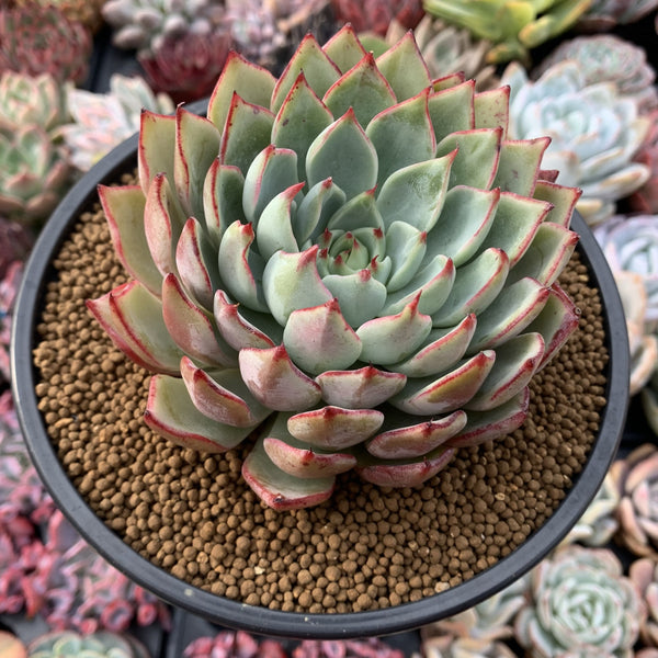 Echeveria 'Strictiflora Nova' 5" Very Large Succulent Plant