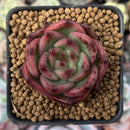 Echeveria Agavoides 'Chalstone' 1" Succulent Plant