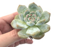 Echeveria 'Orange Monroe' 2"-3" Succulent Plant