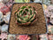 Echeveria Agavoides 'Salu' Round Leaf Clone 2"-3" Succulent Plant