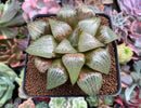 Haworthia Comptoniana 'Ryumun' 3"-4" Succulent Plant