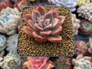 Echeveria 'Moralbi' 1" Succulent Plant