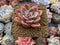 Echeveria 'Moralbi' 1" Succulent Plant