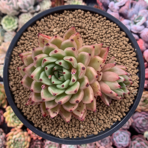 Echeveria Agavoides sp. 5" Succulent Plant