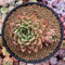 Echeveria Agavoides sp. 5" Succulent Plant