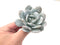 Echeveria 'Laui' 3" Powdery Succulent Plant