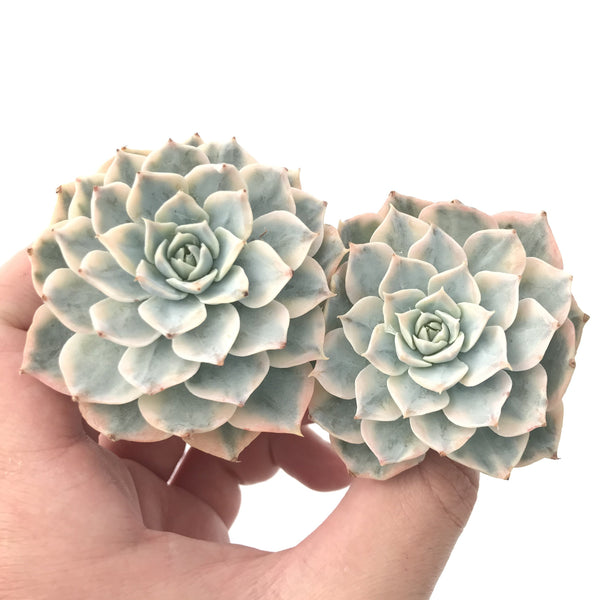 Echeveria 'Subsessilis' Variegated 4" Succulent Plant