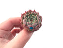 Echeveria 'Morikone' 1" Succulent Plant