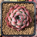 Echeveria sp. 2" Succulent Plant