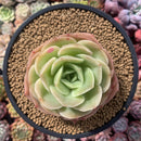 Echeveria 'Arenas' 3"-4" Succulent Plant