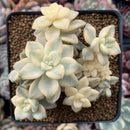 Graptoveria 'Titubans' Variegated 4" Cluster Succulent Plant