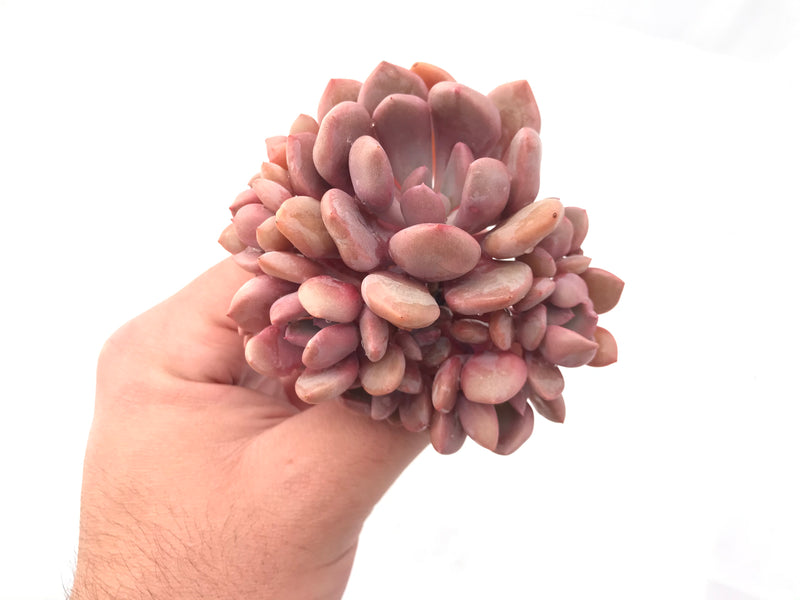 Echeveria 'Cupid' Cluster 2"-3" Rare Succulent Plant