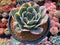 Echeveria 'Secunda' Variegated 4"-5" Large Succulent Plant