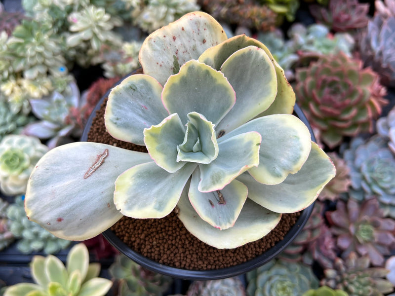 Echeveria sp. Variegated *NOT A TRUE ZUSUNG ICE AGE* 4" Succulent Plant