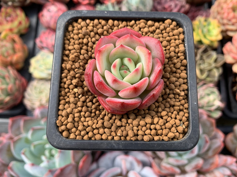 Echeveria 'Patricia' 1" Succulent Plant