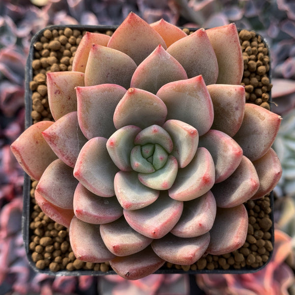 Echeveria Agavoides 'Blood Spirit' 2" Succulent Plant