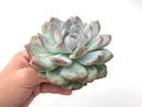 Echeveria 'Orange Monroe' Large 5"-6" Powdery Succulent Plant