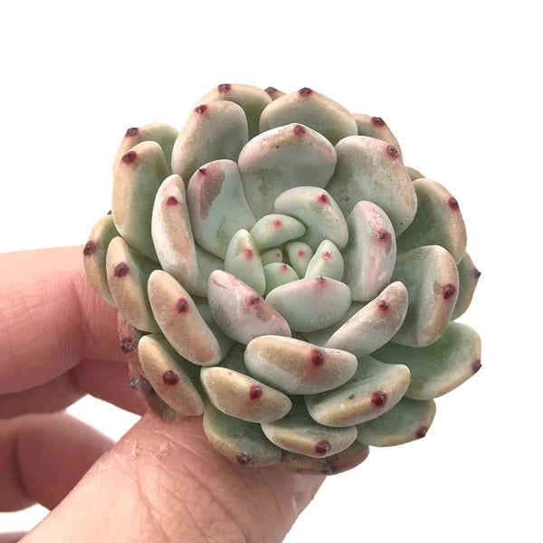 Echeveria 'Viyant' Small 1" Rare Succulent Plant